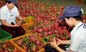 Food License (FSSAI) Registration for Fruits Exporters Food License (FSSAI) Registration for Fruits Exporters